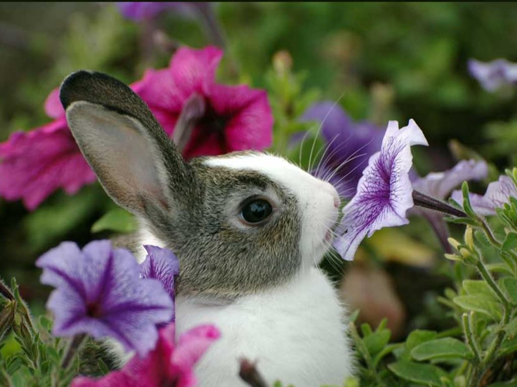 Happy Spring Bunny is Happy!